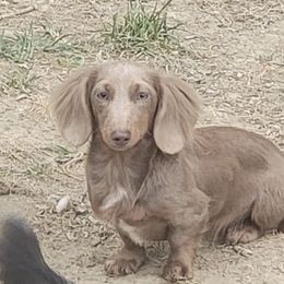 Skye - Dachshund