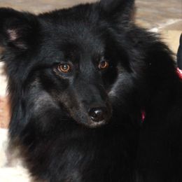 Midnight - Pomsky puppy from Highpoint Pomskies