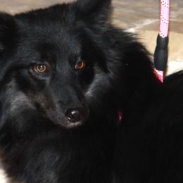 Midnight - Pomsky puppy from Highpoint Pomskies