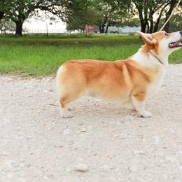 Yogi - Pembroke Welsh Corgi