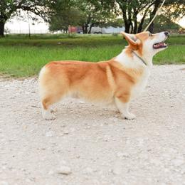 Yogi - Pembroke Welsh Corgi