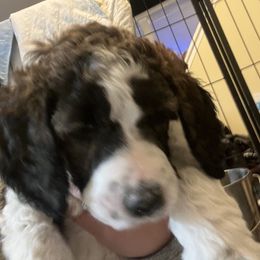 Australian Cattle Dog and Poodle Puppies from Hernwood Heelers & Poodles