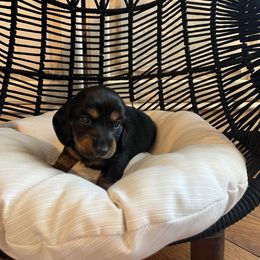 Dachshund Puppies from Scenic City Dachshunds