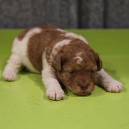 Caramel Girl - Red female Whoodle puppy in West Bend, Iowa from Blue Skies Terriers