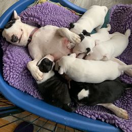 Miniature Bull Terrier Puppies from York