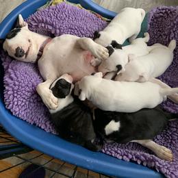 Miniature Bull Terrier Puppies from York