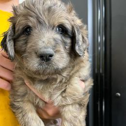G.T. - Brown male Pyredoodle puppy in Prescott, Washington from Washington Pyredoodles