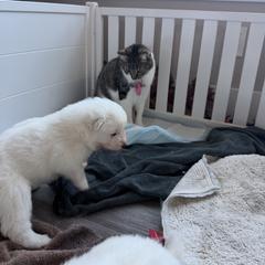 Sweet Pea - White female Samoyed puppy in Reno, Nevada from Frostbourn Samoyeds