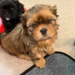 Bradford - Red male Shih Tzu puppy in Kettering, Ohio from The Ruff Life Tribe