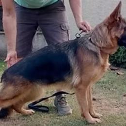 Frida - German Shepherd