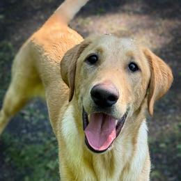 Warren - Yellow male Labrador Retriever puppy in Isle, Minnesota from Dog Ear Outfitters