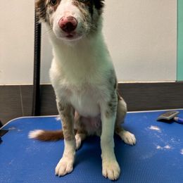 Border Collie Puppies from Wandering Meadows Farm