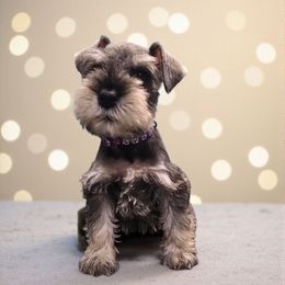 Molly's Purple - Salt and pepper female Miniature Schnauzer puppy in Houston, Texas from Haughton Farm
