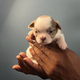 Zin - Lilac female Shih Tzu puppy in Union City, Georgia from Chinx Puppy Songs