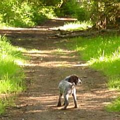 German Wirehaired Pointer Puppies from Inverness Kennels