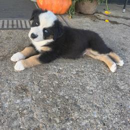 Puppy 8 Orange - Black tri-color male Australian Shepherd puppy in Avoca, Iowa from Danker Farms