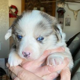 American Corgi and Pembroke Welsh Corgi Puppies from Chaotic Corgi’s
