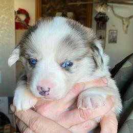 American Corgi and Pembroke Welsh Corgi Puppies from Chaotic Corgi’s