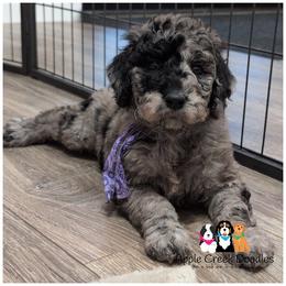 ROSIE - Gentle and Sweet - F1b -OFA-Genetics-Microchip-2 Yr Warranty. - Merle female Goldendoodle puppy in Jeddo, Michigan from Apple Creek Doodles