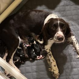 Tilley - English Springer Spaniel