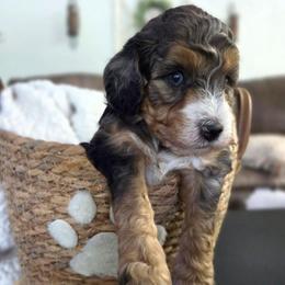 Chum - Blue merle male Aussiedoodle puppy in Saint Cloud, Florida from Jagged Oaks Farm
