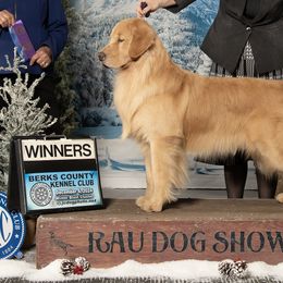 Golden Retrievers from Bryeridge Goldens