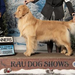 Golden Retrievers from Bryeridge Goldens
