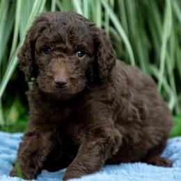 Birch - Chocolate male Labradoodle puppy in Stamford, Connecticut from Doodles of CT