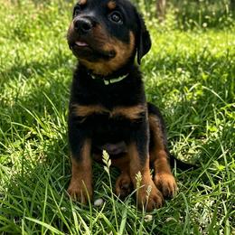 Girl 2 - Black and mahogany female Rottweiler puppy in Cleveland, Texas from Vom Haus Fantasy Rottweiler Kennel