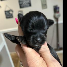 Diesel - Black male Morkie puppy in Florence, Kentucky from 4paws4ever by Design