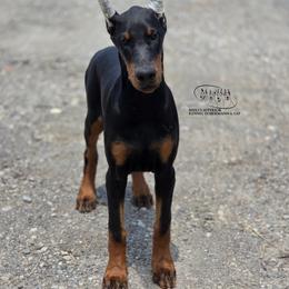 Marley - Black and rust female Doberman Pinscher puppy in China Township, Michigan from Snell's Superior Kennel Dobermann & GSP