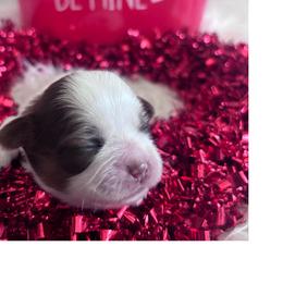 Sprout - Liver and white male Shih Tzu puppy in Avondale, Arizona from Riley Family Shih Tzus