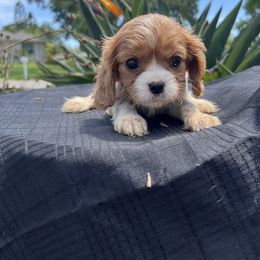 Cavalier King Charles Spaniel Puppies from Caveliers by Grace