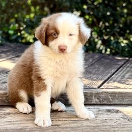 Romeo Edelkind - Red tri-color male Australian Shepherd puppy in Statesville, North Carolina from Charming Australian Shepherds
