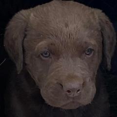 Chesapeake Bay Retriever Puppies from Yellow Town Chesapeake’s