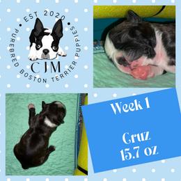 Cruz - Black brindle and white male Boston Terrier puppy in Jupiter, Florida from CJM Boston and Boxer Puppies