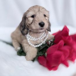 Bell Perfect Vet health checkup - Cream female Dachshund puppy in Richmond, Virginia from Irresistible Dachshunds & Cavaliers