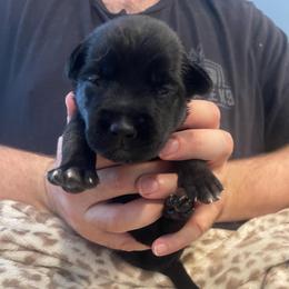 Azula - Brindle female xDutch Shepherd puppy in Chelsea, Alabama from Alliance K9