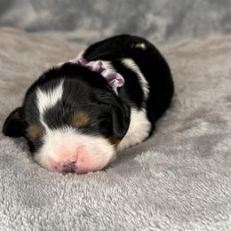 Dolly - Tri-color female Cavalier King Charles Spaniel puppy in Calhoun, Georgia from Cavis at Wryah Farm