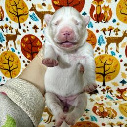 Nikita - White female Siberian Husky puppy in Lunenburg, Vermont from SNOW WOOLY HUSKY