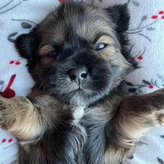 Blue collar- Roman - Brindle and white male Shorkie puppy in Mays Landing, New Jersey from Fancy Paws Shorkies & Shih Tzus