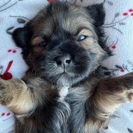 Blue collar- Roman - Brindle and white male Shorkie puppy in Mays Landing, New Jersey from Fancy Paws Shorkies & Shih Tzus