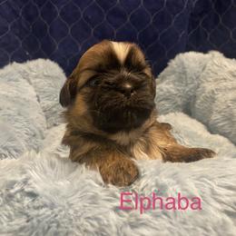 Elphaba - Liver and white female Shih Tzu puppy in Manahawkin, New Jersey from Lilly’s Seashore Shih Tzus