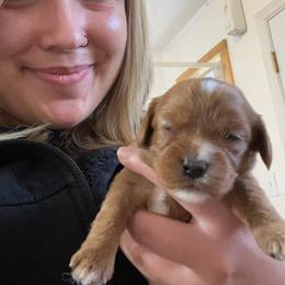 Aussiedoodle, Cavapoo, and Poodle Puppies from Perkins Pups
