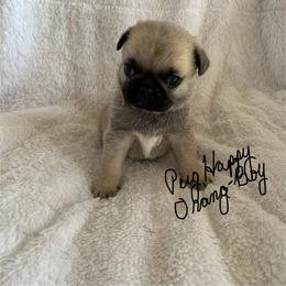 Boy 3 - male Pug puppy in Scottsdale, Arizona from Pug Happy