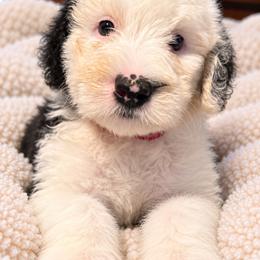 Red - Gray and white female Old English Sheepdog puppy in Iowa from Midwest Puppy Paws
