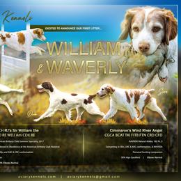 Brittany puppies from Aviary Kennels
