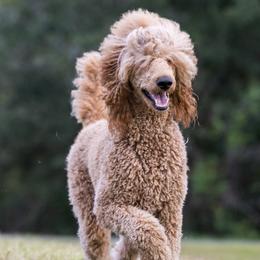 Kimber - Poodle