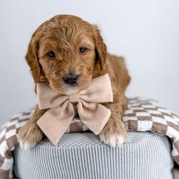 Tuck - Apricot male Goldendoodle puppy in Jamestown, Kentucky from Milk & Honey Doodles