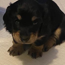 Pepe AKC full rights - Black and tan male Dachshund puppy in Elizabethtown, Kentucky from Teeny Tiny Puppy Tails